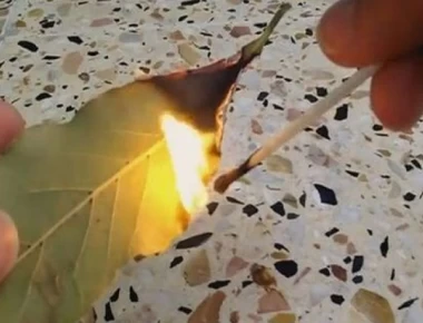 Δείτε τι ευεργετικές ιδιότητες θα έχετε στην υγεία σας αν κάψετε ένα φύλλο δάφνης!